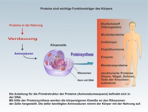 D-Proteine-1
