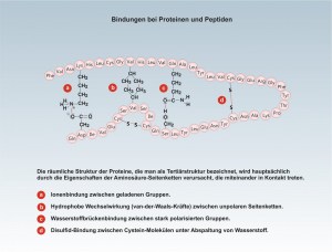 D-Proteine-3