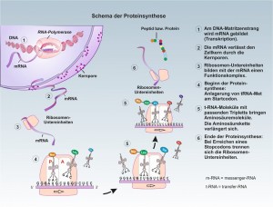 D-Proteine-5