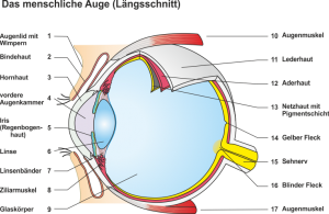 Das_menschliche_Auge.png