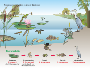 Der_Wasserfrosch_und_seine_Nahrungsbeziehungen.png