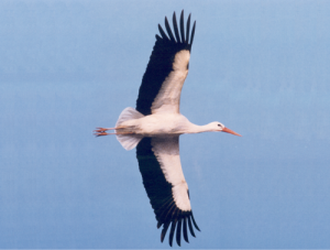 Der_Weissstorch-Zug_und_Ueerwinterung.png