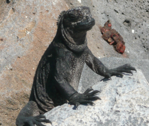 Die_Galapagos-Inseln_und_ihre_Meerechsen.png