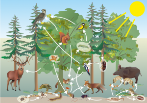 Lebensraum_Wald_-_Nahrungsbeziehungen.png
