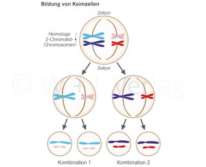 Meiose.jpg