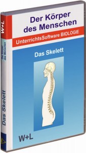 Mensch-Skelett-0