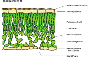 Photosynthese_-_Der_Bau_eines_Laubblattes.png