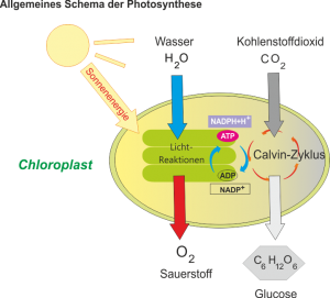 Photosynthese_-_Reaktionsablaeufe.png