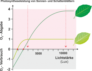 Photosynthese_-_Sonnen-_und_Schattenblaetter.png