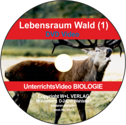 W+L Wald 1