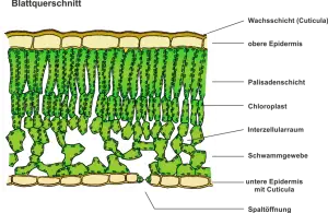 Photosynthese_-_Der_Bau_eines_Laubblattes.png