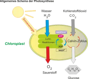 Photosynthese_-_Reaktionsablaeufe.png