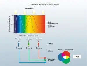 Mensch-Auge-2