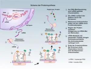 D-Proteine-5