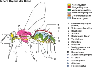 Bauplan_eines_Insekts.png