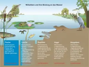 Wasserfrosch-5