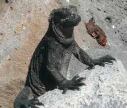 Die_Galapagos-Inseln_und_ihre_Meerechsen.png