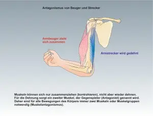 Mensch-Muskulatur-3