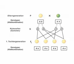 Gregor Mendel (1) - Die Uniformit&auml;tsregel