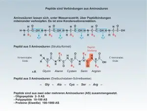 D-Proteine-2