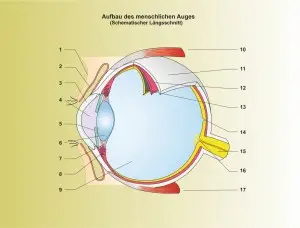 Mensch-Auge-1