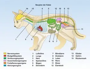 Katze-Bauplan-ppFormat