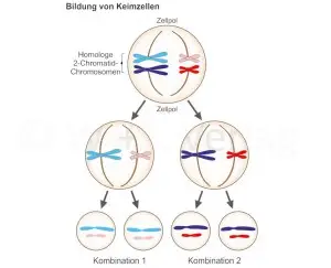 Meiose.jpg