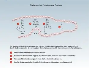 D-Proteine-3