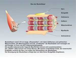 Mensch-Muskulatur-2