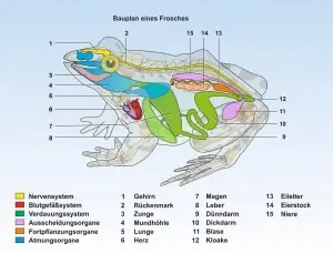 Wasserfrosch-2