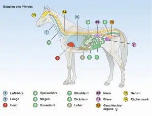 C-1-Pferd-Bauplan