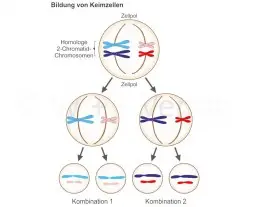 Meiose.jpg