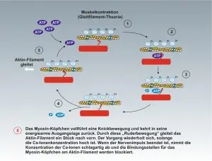 Mensch-Muskulatur-5