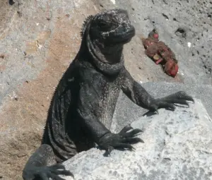 Die_Galapagos-Inseln_und_ihre_Meerechsen.png