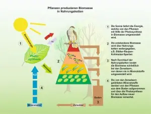 Nahrungspyramide-4