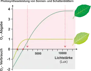 Photosynthese_-_Sonnen-_und_Schattenblaetter.png