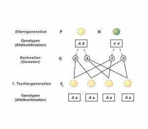 Gregor Mendel (1) - Die Uniformit&auml;tsregel