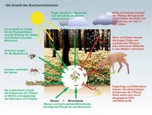 Frühblüher-2