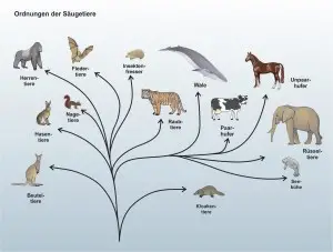 Das-Reich-der-Tiere-3