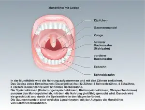 Mensch-Z&auml;hne-1