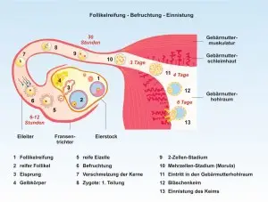 Mensch-Fort-1