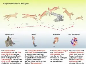 B2-Der-Hund-Hetzjäger