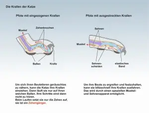 A3-Die-Katze-Krallen