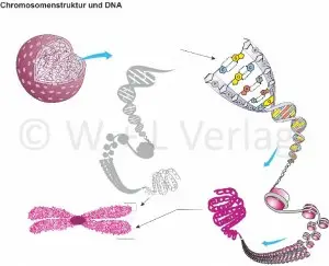 Bau_der_Chromosomen.jpg