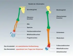 Mensch-Skelett-5