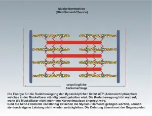 Mensch-Muskulatur-4