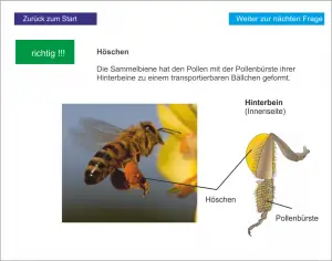 LS_Die Honigbiene 4