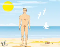 Die_maennlichen_Geschlechtsorgane.png
