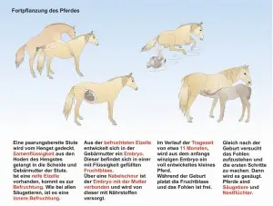 C3-Das-Pferd-Fortpflanzung