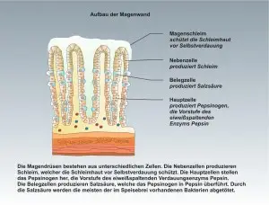 Mensch-Ernährung-3